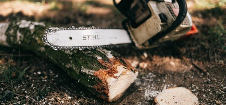 richtige Baumschnitt