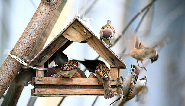 Vogelfutterhӓuser im Garten